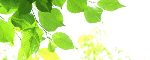ゆうき田七人参粒販売サイトへ